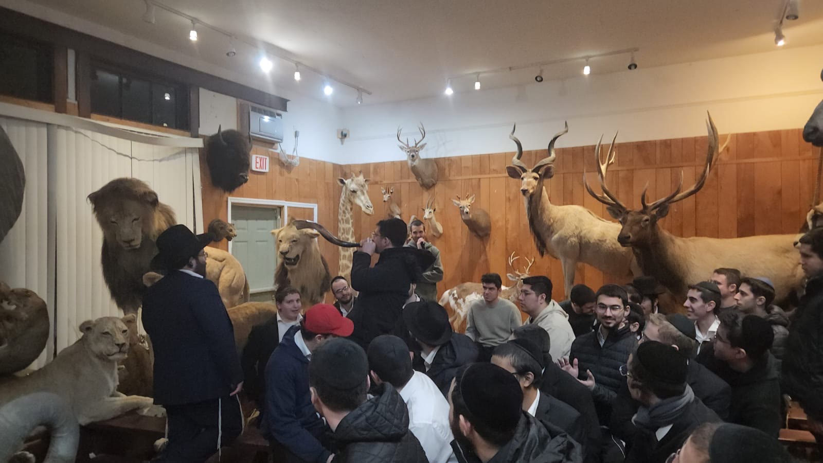 A demonstration with a large shofar in a hall lined with mounted animals